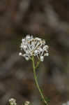 Littleleaf buckbrush